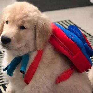 Meet your Posher, Bella